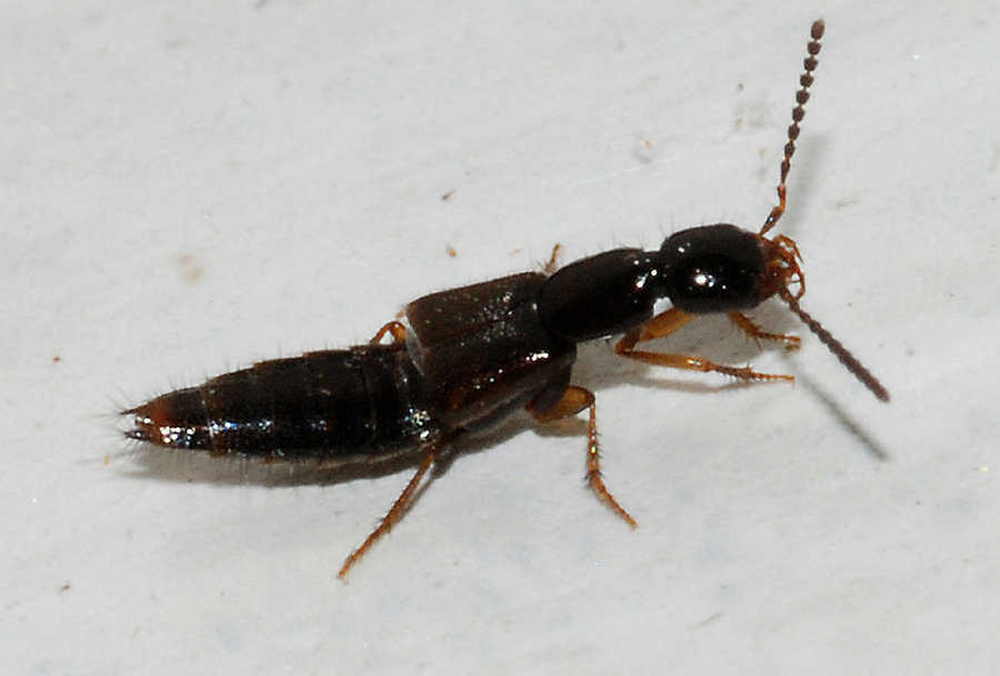 Da determinare - Staphylinidae multipli